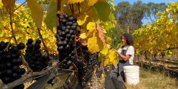 Rebecca harvesting her grapes at Alli Lanphear Vinyard & Winery.